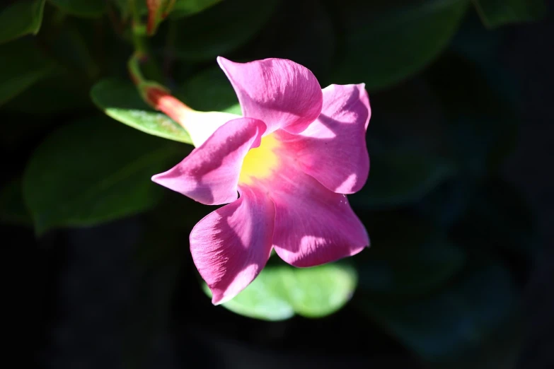 a close up of a pink flower with green leaves, by Leonard Bahr, flickr, hurufiyya, overhead sun, jasmine, chromostereopsis, plumeria