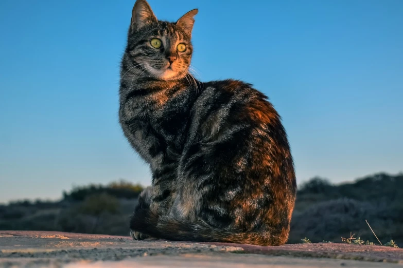 a cat sitting on top of a cement slab, a portrait, by Arnie Swekel, pixabay contest winner, at dusk at golden hour, in the desert, full - bodied portrait, highly detailed saturated