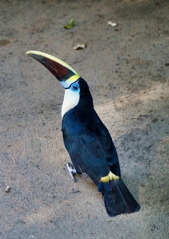a black and white bird with a yellow beak, flickr, hurufiyya, long thick shiny black beak, in the zoo exhibit, a horned, blue gold and black