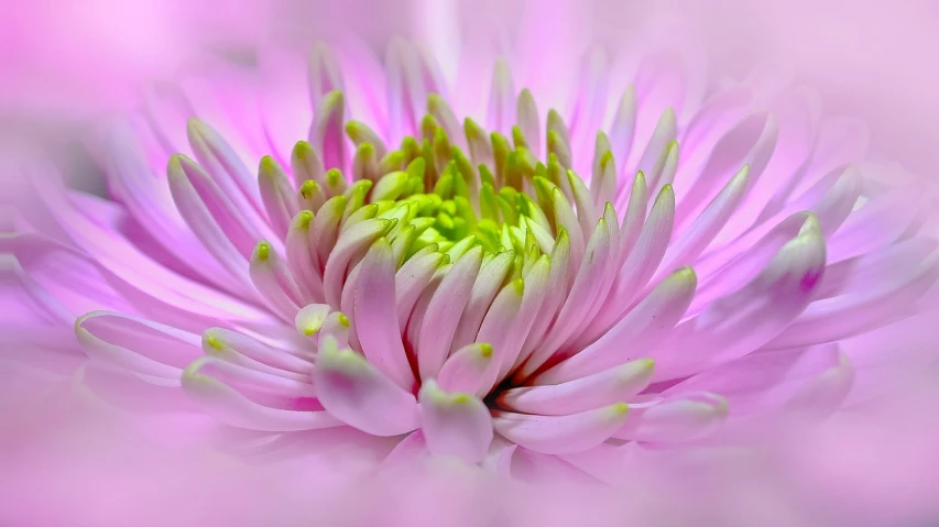 a close up view of a pink flower, a macro photograph, by Jan Rustem, trending on pixabay, precisionism, chrysanthemum, colourful pastel, smooth tiny details, purple and green colors