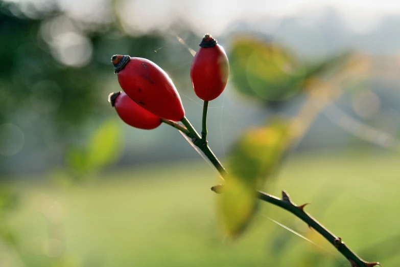 a couple of red berries sitting on top of a tree, a photo, by Jan Rustem, hurufiyya, natural point rose', taken on a field view camera, pods, istockphoto