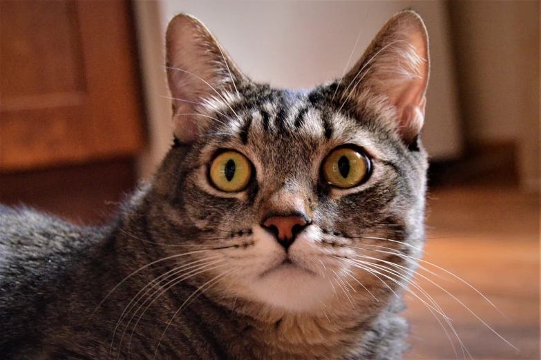 a close up of a cat laying on the floor, pixabay, photorealism, expressive surprised expression, towering over the camera, she is looking at us, perfectly proportioned face