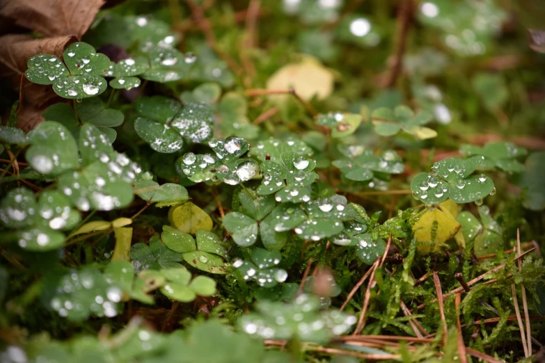 a close up of a plant with water droplets on it, by Rainer Maria Latzke, pixabay, background full of lucky clovers, forest floor, autumn rain turkel, vertical wallpaper