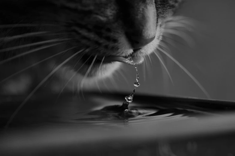 a black and white photo of a cat drinking water, by Mirko Rački, closeup portrait shot, wallpaper hd, with tears, kiss