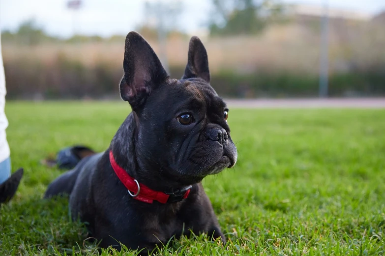 a black dog laying on top of a lush green field, a portrait, by Alexander Fedosav, pexels, renaissance, french bulldog, black on red, neck, portrait of small