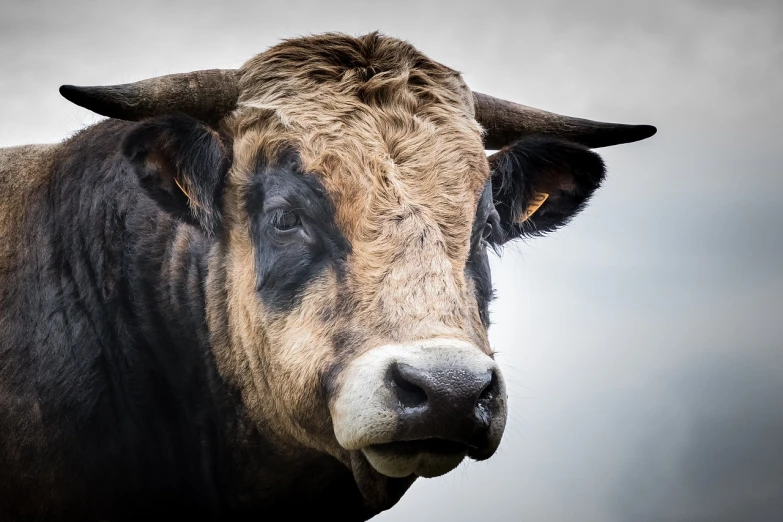 a close up of a cow with a cloudy sky in the background, a portrait, by Jesper Knudsen, shutterstock, renaissance, weathered face, fierce expression 4k, portrait of a old, istock