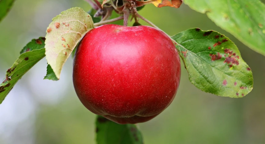 a close up of a red apple on a tree, by Thomas Tudor, pixabay, wikimedia commons, vanilla, blush, one apple and one onion