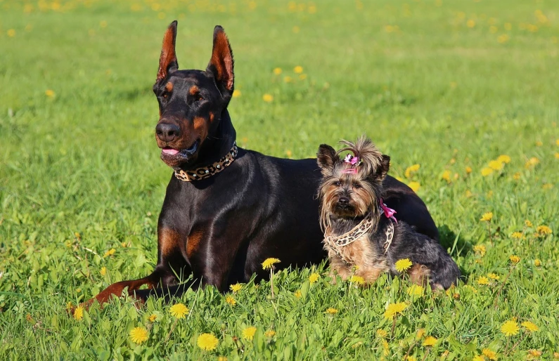 a couple of dogs laying on top of a lush green field, a portrait, by Juergen von Huendeberg, pixabay, renaissance, spiked collars, rottweiler rabbit hybrid, rock star, breed russian brown toy terrier