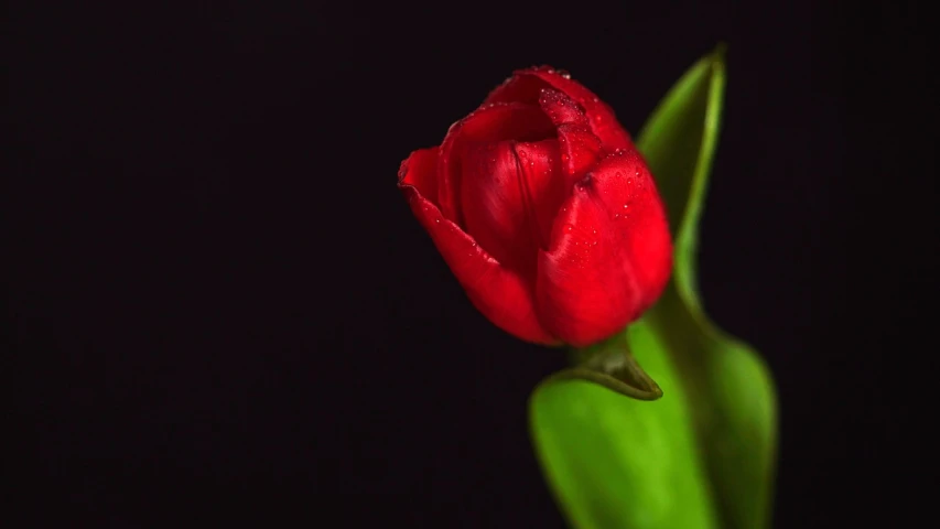 a single red tulip with water droplets on it, by Jan Rustem, romanticism, 4 k smooth, small red roses, wide screenshot, various posed