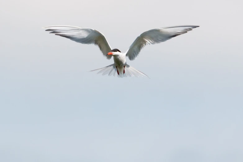 a bird that is flying in the sky, a portrait, by Juergen von Huendeberg, very wide wide shot, large white wings, smooth shank, portal 3