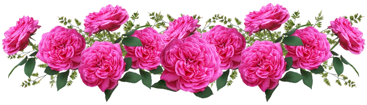 a bouquet of pink roses on a black background, a digital rendering, inspired by Jan Henryk Rosen, flickr, ruffles, loosely cropped, rose-brambles, draped in pink and green robes