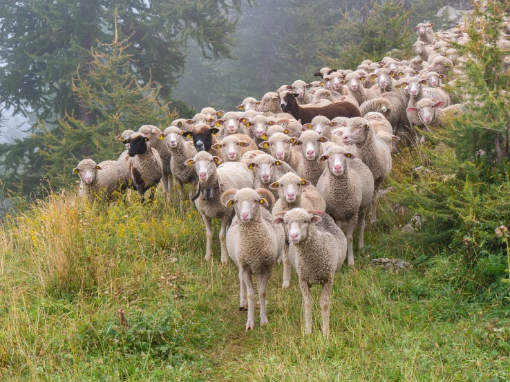 a herd of sheep standing on top of a lush green hillside, a picture, by Dietmar Damerau, shutterstock, frontal portrait, time to climb the mountain path, fog!!!, with a white muzzle