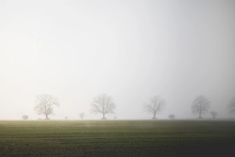 a herd of sheep standing on top of a lush green field, a picture, by Karl Buesgen, minimalism, winter mist around her, oak trees, minimal canon 5 0 mm, city fog