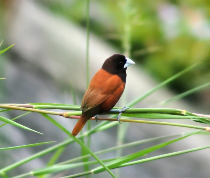 a brown and black bird sitting on top of a green plant, flickr, mingei, dark orange black white red, sichuan, flat triangle - shaped head, crystal