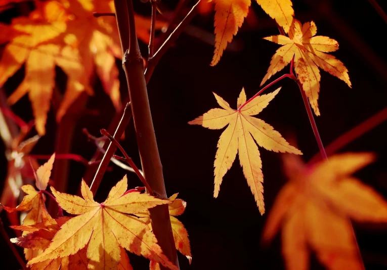 a close up of some leaves on a tree, a picture, inspired by Sesshū Tōyō, pexels, hurufiyya, warm orange lighting, takato yomamoto. 4 k, japanese maples, video still