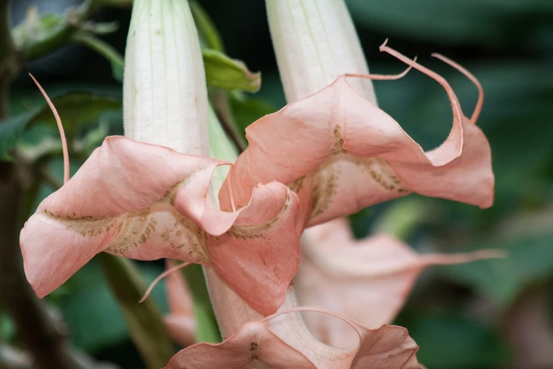 a close up of a flower on a plant, by Anna Haifisch, shutterstock, romanticism, angel's trumpet, grasping pseudopods, light pink tonalities, long horns