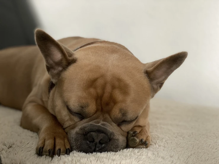 a small brown dog sleeping on top of a white blanket, pexels, photorealism, french bulldog, highly detailed soft lighting, hand on his cheek, moist brown carpet