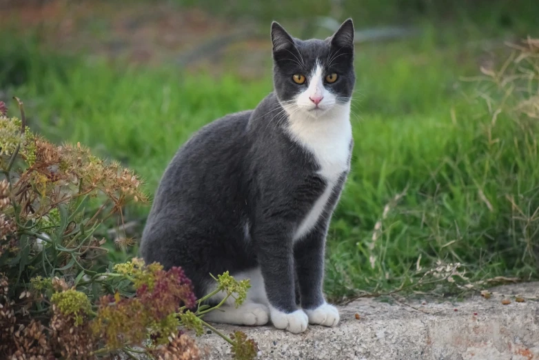 a black and white cat sitting on a rock, by Terese Nielsen, dressed in a gray, outdoor photo, with a white muzzle, on the sidewalk