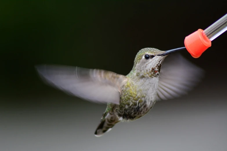 a hummingbird taking a drink from a feeder, pexels, hurufiyya, photograph credit: ap, hovering in the air, up close image