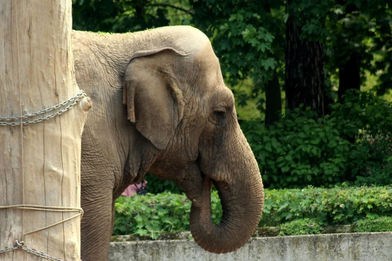 an elephant that is standing next to a tree, a portrait, flickr, sumatraism, in the zoo exhibit, indian empress, oversized_hindquarters, shady