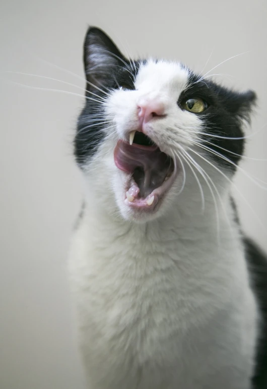 a close up of a cat with its mouth open, by Niko Henrichon, flickr, singing, afp, sfw, tuxedo