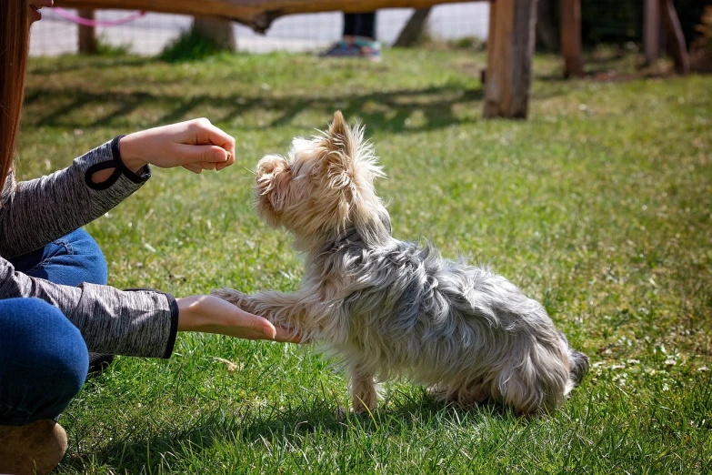 a small dog standing on top of a lush green field, fist training, yorkshire terrier, eating outside, hands reaching for her