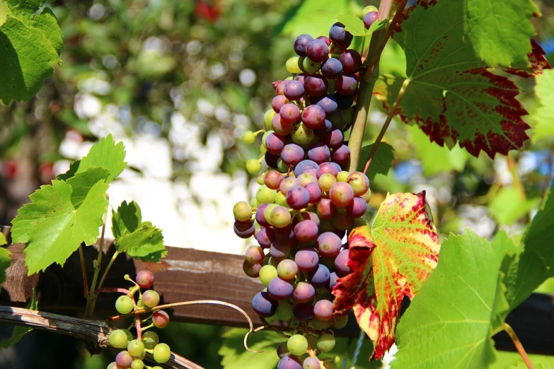 a bunch of grapes hanging from a vine, by Johannes Martini, pexels, bauhaus, 1 6 x 1 6, big island, full of colour w 1024, summer morning