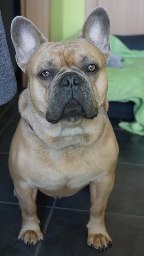 a close up of a dog on a tiled floor, by Emma Andijewska, flickr, french bulldog, wrinkles and muscles, tan, young male