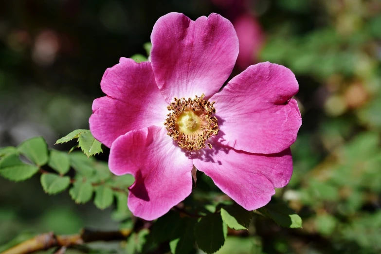 a close up of a pink flower with green leaves, by Robert Brackman, pixabay, romanticism, rose-brambles, stock photo, honey, anemone