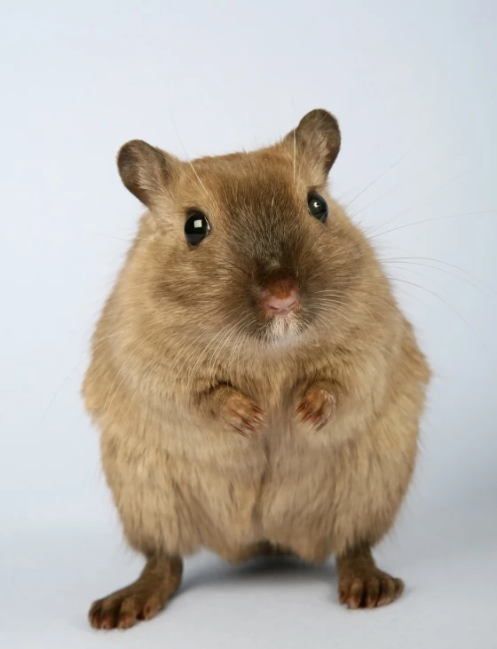 a brown hamster standing on its hind legs, a picture, shutterstock, mingei, she has a jiggly fat round belly, a blond, studio portrait, photograph credit: ap