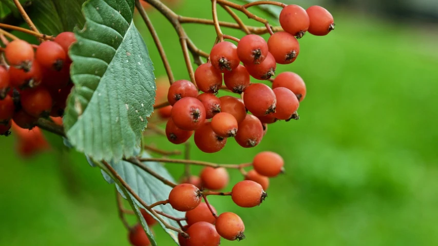 a close up of a bunch of berries on a tree, by Robert Brackman, trending on pixabay, hurufiyya, clathrus - ruber, avatar image, robin, фото девушка курит