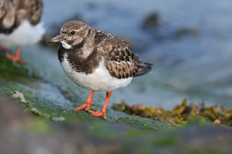 a couple of birds that are standing in the grass, a portrait, by Dietmar Damerau, shutterstock, happening, perched on a rock, crystal ruff, cornwall, lone female