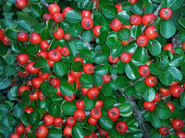 a bush full of red berries with green leaves, by Robert Brackman, ffffound, plant patterns, cornwall, shiny