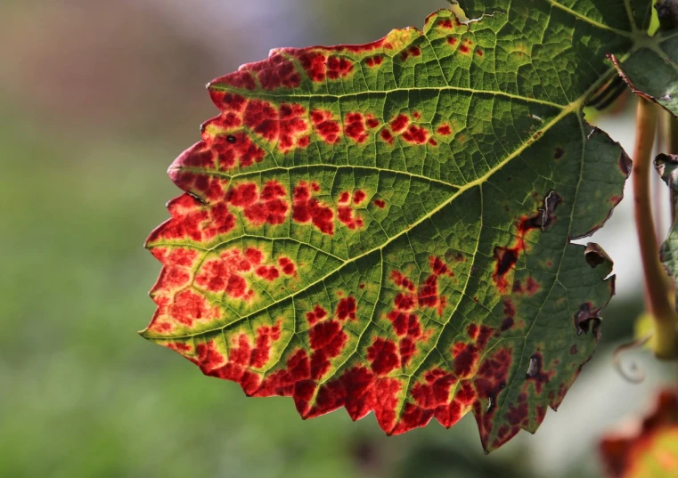 a close up of a leaf with red spots, synchromism, wine, heat wave, green and red, stained”