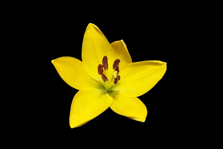 a close up of a yellow flower on a black background, by Charles Billich, hurufiyya, isolated on white background, lily flower, top-down shot, close-up product photo