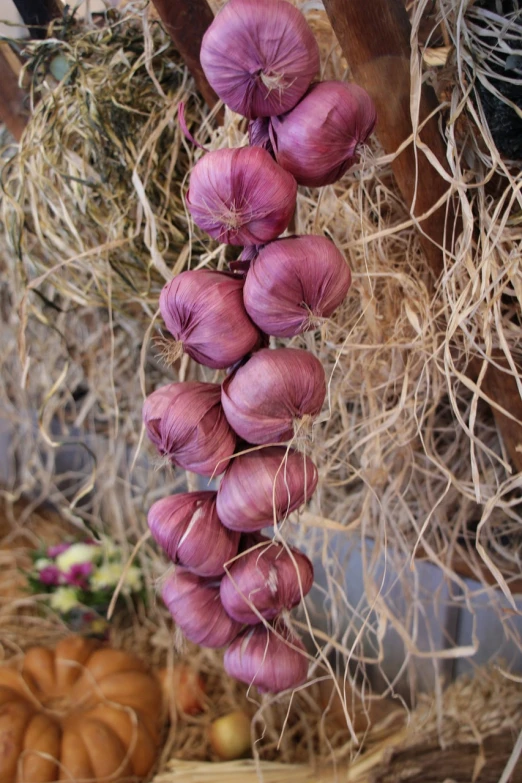 a bunch of garlic hanging from a string, by Elizabeth Durack, purple colour scheme, showpiece, hay, reddish