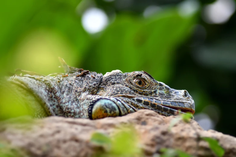 a close up of a lizard on a rock, a macro photograph, sumatraism, focus on giant tortoise, portait photo