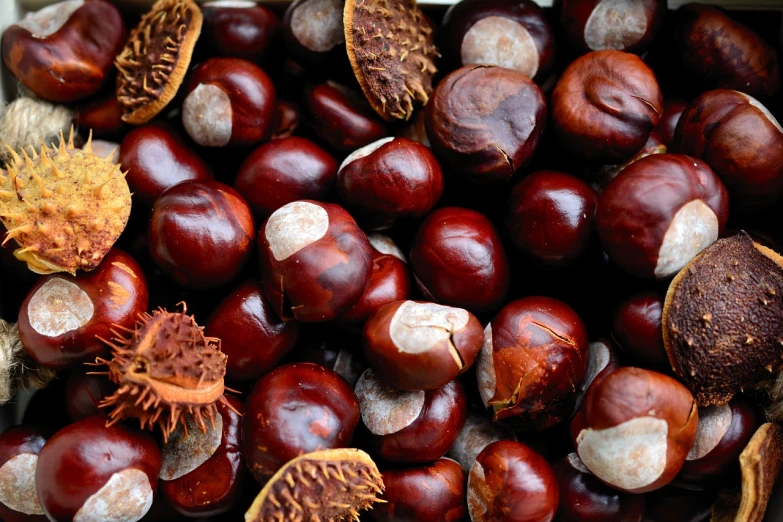 a pile of chestnuts sitting on top of each other, a macro photograph, pexels, hurufiyya, red and brown color scheme, high quality product image”, 💋 💄 👠 👗, shanghai