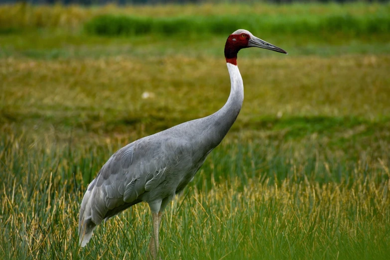 a bird that is standing in the grass, hurufiyya, crane, beautiful man, jin shan, grayish