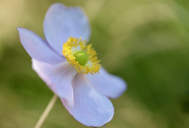 a close up of a flower with a blurry background, by David Simpson, flickr, hurufiyya, anemone, soft blues and greens, afternoon light, side view close up of a gaunt