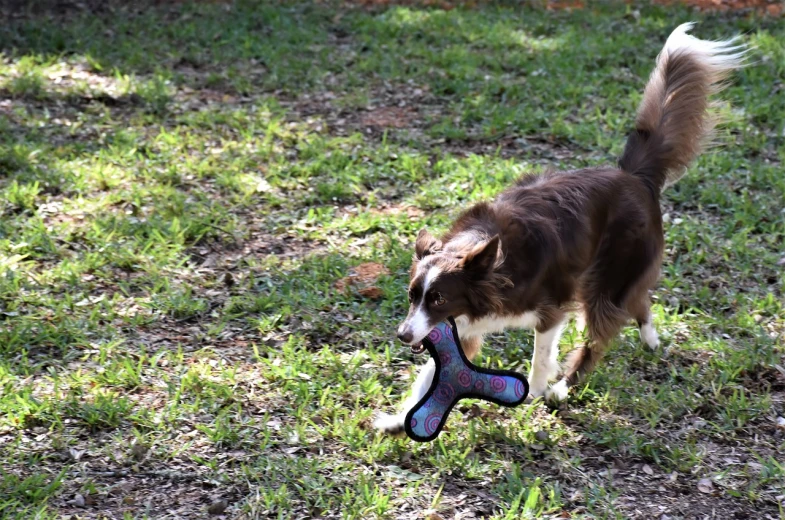 a brown and white dog holding a toy in its mouth, casting a multi colored spell, aussie, walking at the garden, action photo