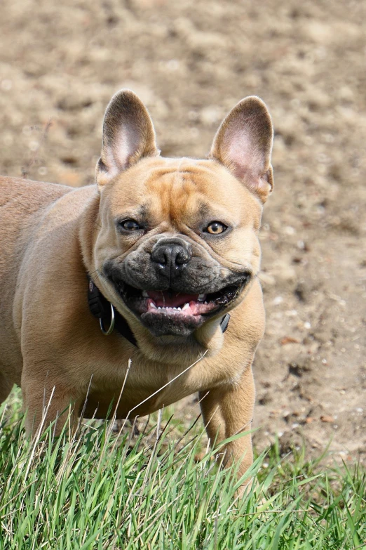 a dog that is standing in the grass, by Robert Zünd, shutterstock, french bulldog, grinning lasciviously, portrait n - 9, wrinkly
