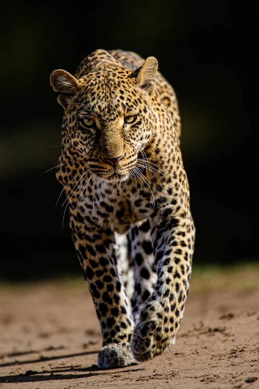 a large leopard walking across a dirt field, a picture, by Peter Churcher, intense look in the eyes, running cat, female looking, frontal shot