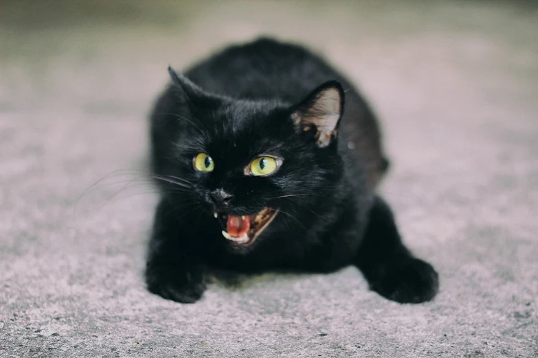 a black cat sitting on top of a carpet, a picture, shutterstock, clenching teeth, scary picture, devils, gif