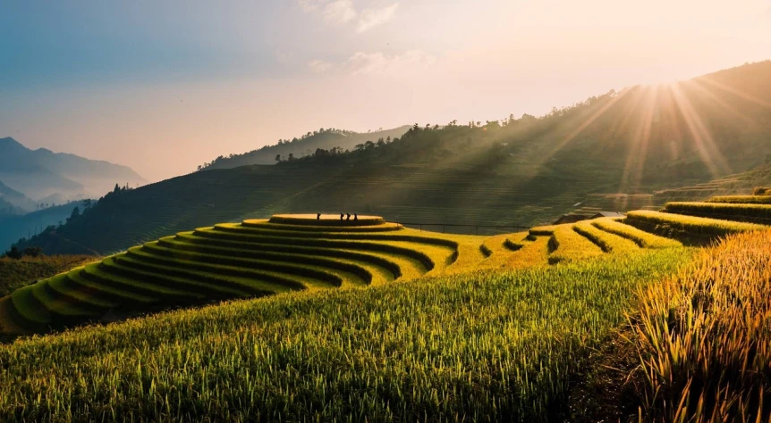 a group of people standing on top of a lush green hillside, a picture, by Yang Borun, unsplash contest winner, land art, immaculate rows of crops, late afternoon sun, terraced, golden hour lighing