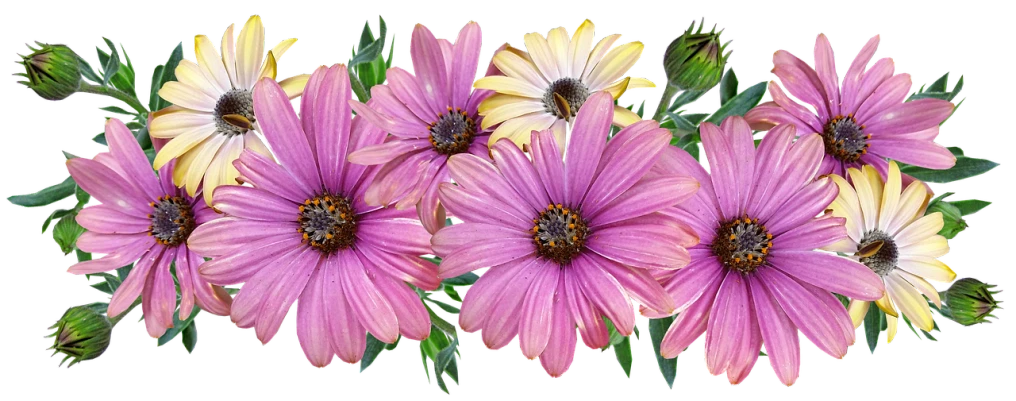 a bunch of purple and yellow flowers on a black background, a colorized photo, by Joan Ayling, trending on pixabay, fine art, head made of giant daisies, panorama, digitally enhanced, pink