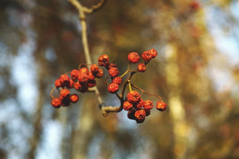 a close up of a bunch of berries on a tree, by Georgina Hunt, naturalism, redscale photography, withering autumnal forest, on a bright day, rose-brambles