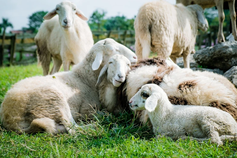 a herd of sheep laying on top of a lush green field, a picture, shutterstock, romanticism, closeup portrait shot, 2 0 2 2 photo