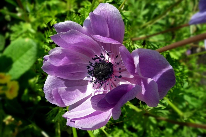 a close up of a purple flower in a field, a portrait, by Dave Allsop, pixabay, hurufiyya, anemones, exquisite and smooth detail, flowers growing out of its head, shaded