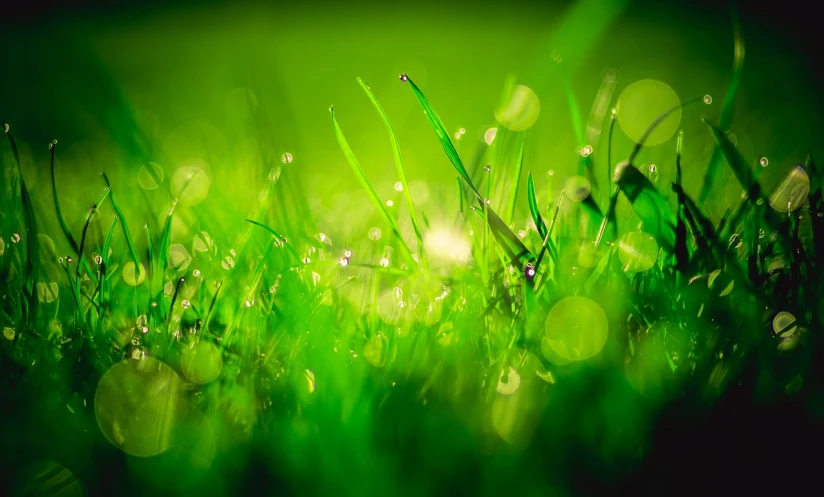 a close up of some grass with water droplets, a macro photograph, gradient light green, bokeh ), the sun is shining. photographic, high quality image”